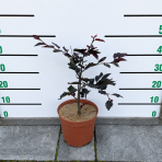 Buk lesný (Fagus sylvatica) ´PURPUREA PENDULA´ - výška 40-50 cm, kont. C5L